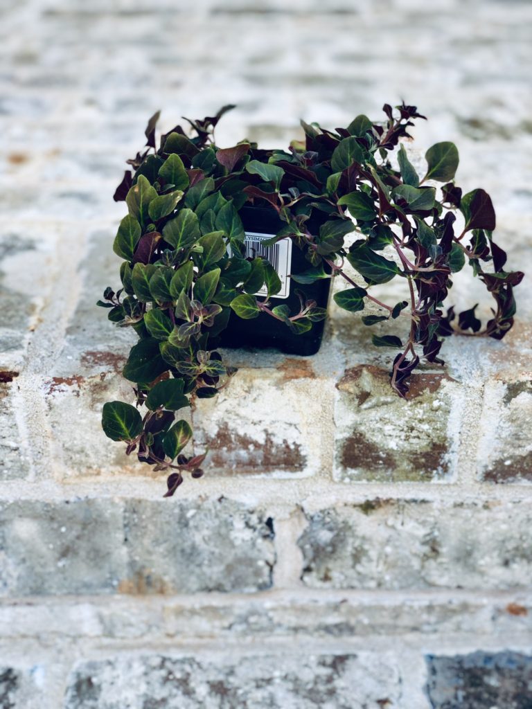 Fall Container Garden