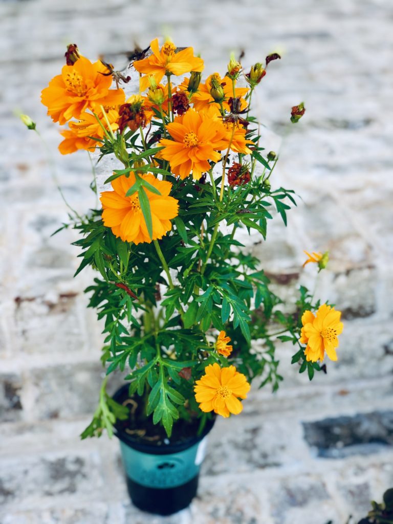 Fall Container Garden