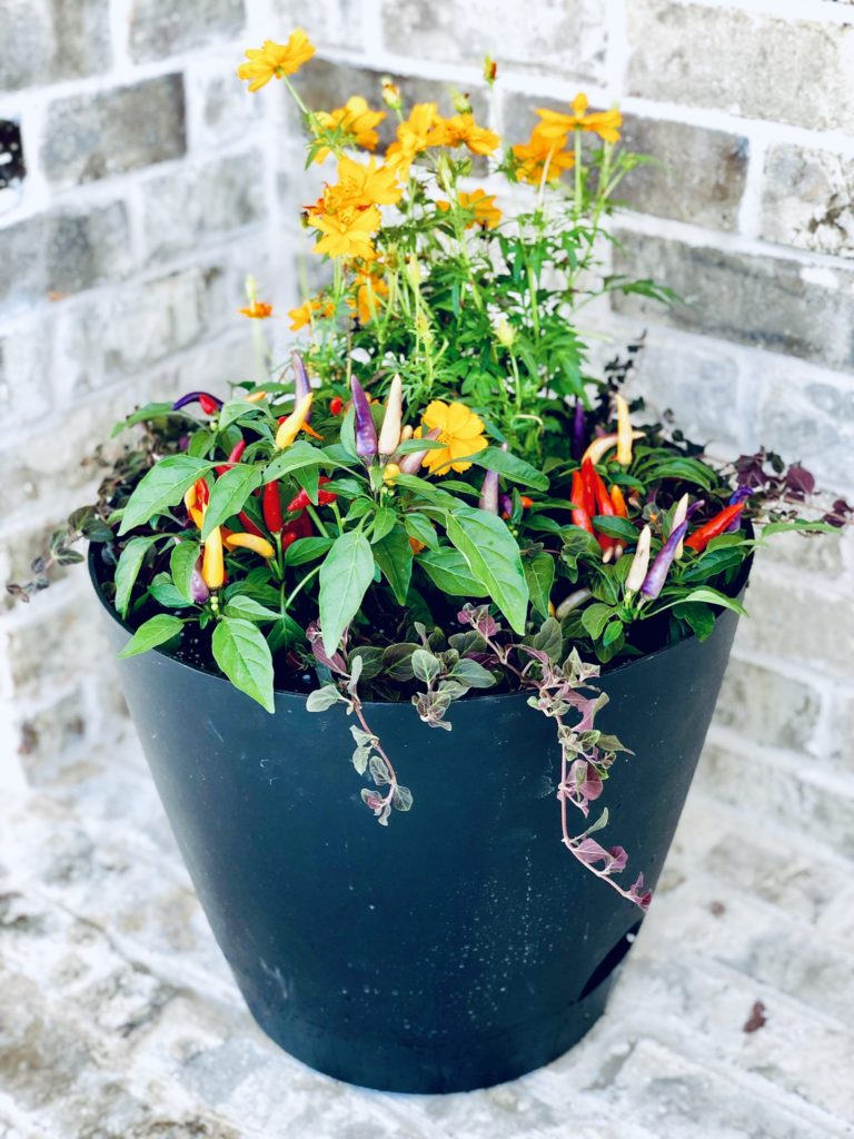 Fall container garden