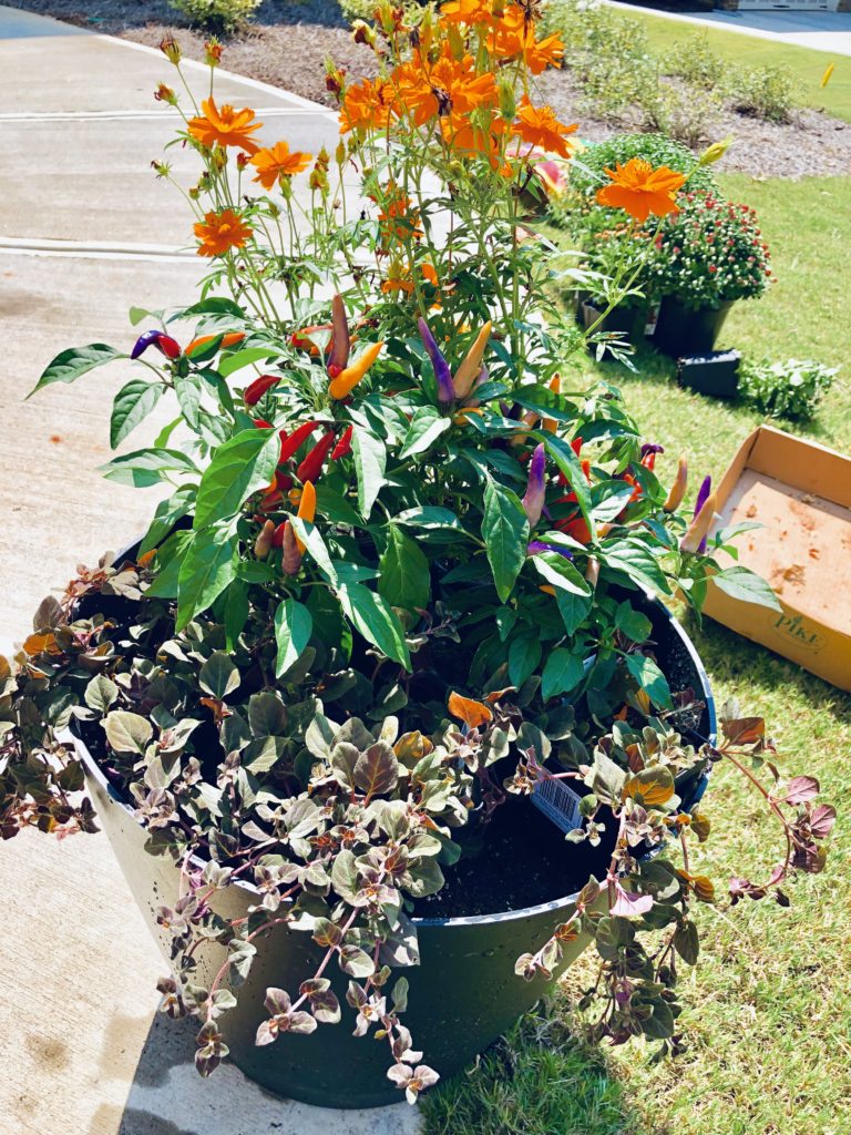 Fall Container Garden