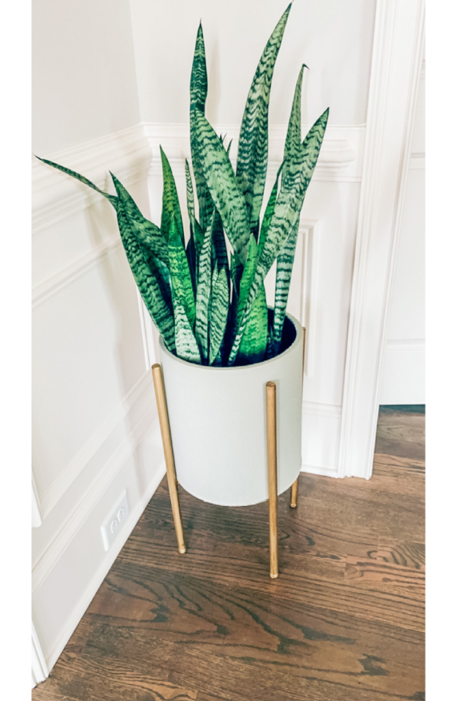 Snake Plant
